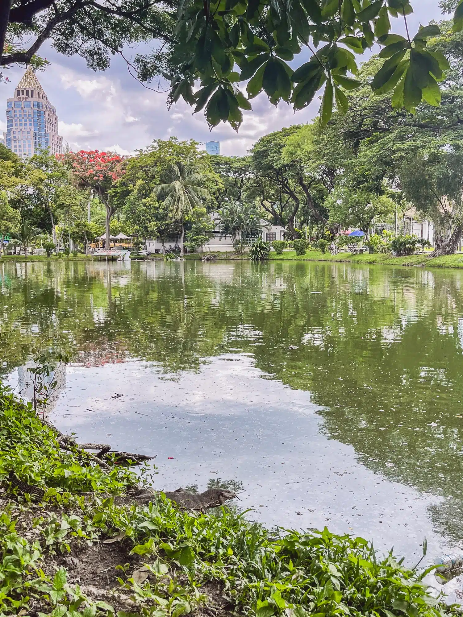 Lumphini Park Bangkok Warane Und Natur Inmitten Der Stadt