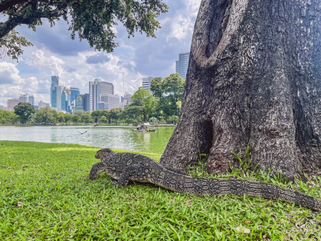 Lumphini Park Bangkok - Monitor Lizard