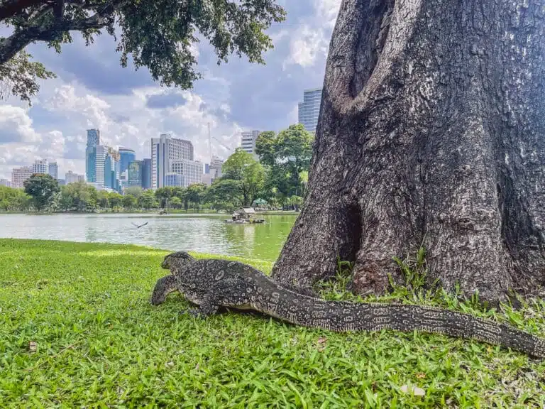 Lumphini Park Bangkok