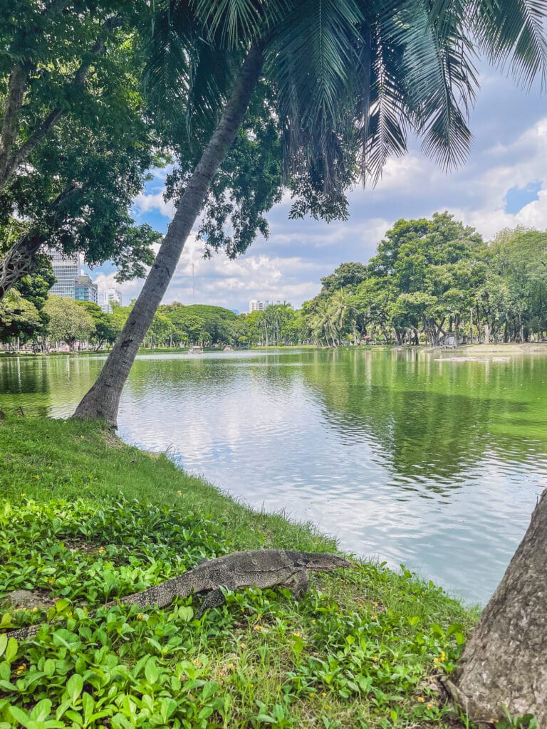 Lumphini Park Bangkok - Monitor Lizard