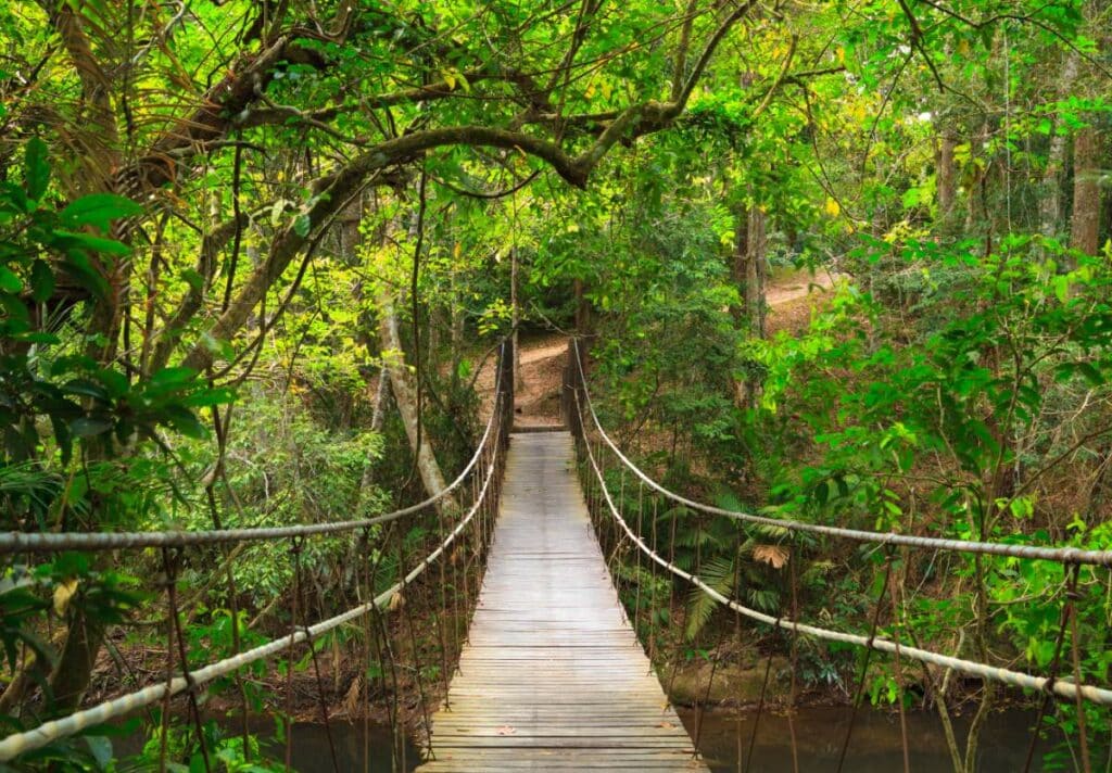 Khao Yai National Park Jungle Trekking Day Trip From Bangkok