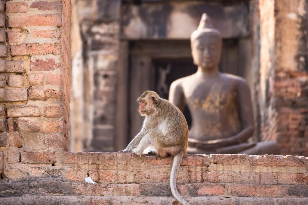 Lopburi - City Of The Monkeys  