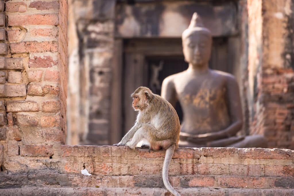 Lopburi - City Of The Monkeys