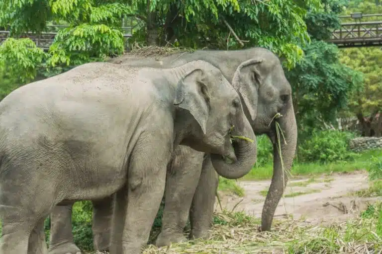 National Thai Elephant Day - Bangkok Events Im März